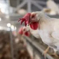 مرغ هلندی تخم گذار. کشتار