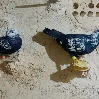 تماس بگیرید