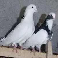 کبوتر تک پر دارم معاوضه با مسافتی