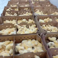 جوجه گوشتی راس ۳۰۸ به شرط وزن گیری