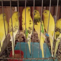 مرغ عشق نر و ماده بالغ