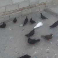 کبوترابادانی