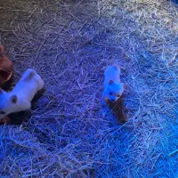 پاکوتاه جیبی ریز گوش تیز  نژاد دار اصل واصلاح نژاد