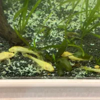 کت پوزه بوطه ای.البینو