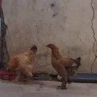مرغ دیلگونی  پاپر