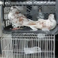 کبوتر ۱۰۰هزار فقد یکجا|پرنده|تهران, تهرانپارس غربی|دیوار