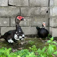اردک روسی اسرایئی نر و ماده با جوجه