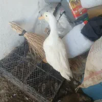 اردک