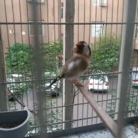 سهره|پرنده|شهر ری, ظهیرآباد|دیوار