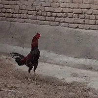 لاری خروس