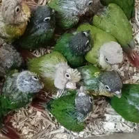 طوطی گرینچیک سرلاکی