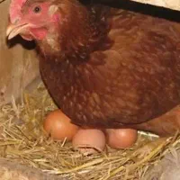 مرغ وخروس تخم گذار