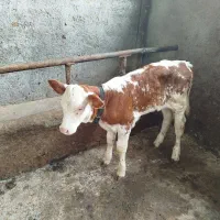 فروش گاو شیری با گوساله