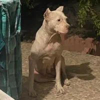 Dogo Argentino