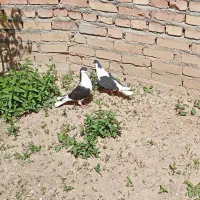 یک جفت سیاه نرو ماده به فروش میرسد