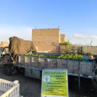نهال انگور رو از منه تولید کننده بخر.. نه دلال.