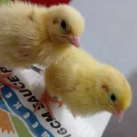 جوجه بلدرچین یک روزه