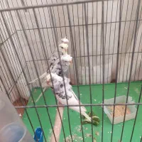 معاوضه مرغ عشق پروانه ای
