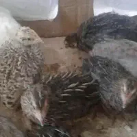 بلدرچین ماده جوان ۲۰ عدد