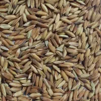 شلتوک شلب بذر درجه یک تمیز تمیز