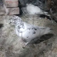 کفتر|پرنده|تهران, بازار|دیوار