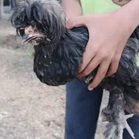فروش جوجه ۵ ماهه سلطان