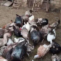 بوقلمون، قوغاز،مرغ و خروس طبیعی