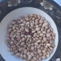 فروش لوبیا سرحدی کشت خانمیرزا درجه یک