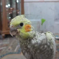 جوجه عروس هلندی