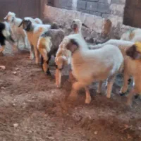گوسفند داشتی