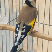 سهره نر آنتیک