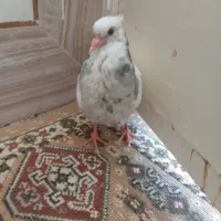 طوقی|پرنده|باغ بهادران, |دیوار