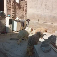 گوسفند