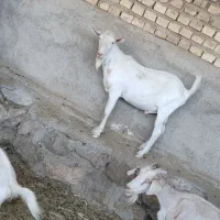 فروش بز سانن