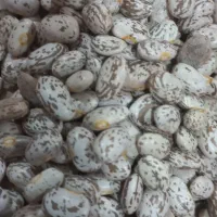 لوبیا چیتی تازه برداشت شده