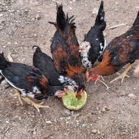 خروس