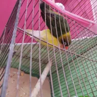 پرنده ی طوطی برزیلی