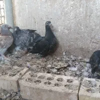 کبوتر جوجه پلاکی