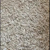 جو محلی
