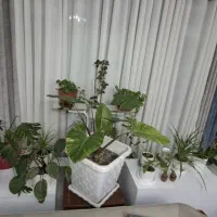 گل آپارتمانی