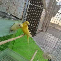 جفت مرغ عشق بدون قفس معاوزه با عروس هلندی هستم