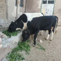۲عددگوساله نر به فروش میرسد