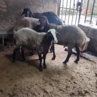 نره بره قربانی