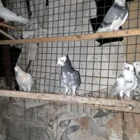 جوجه کبوتر