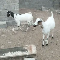 بزکهردار