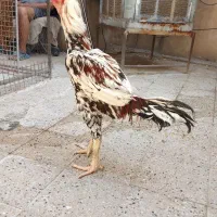 خروس لازی جوجه لاری اصیل