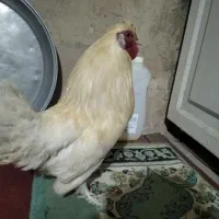 دو عدد خروس سفید