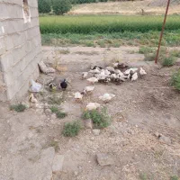 تعدادی اردک دارم واسه فروش   دونه ای ۵۰۰تومن