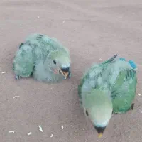 کوتوله برزیلی