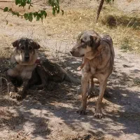 سگ پژدر